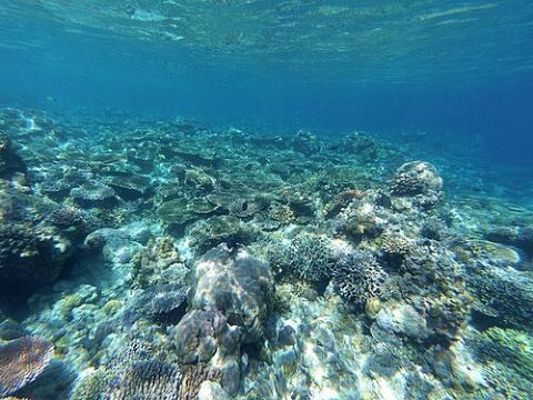 Apo Reef San Jose (Mindoro Occidental)