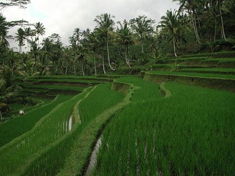 Bali