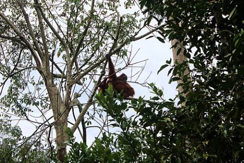 Bukit Lawang