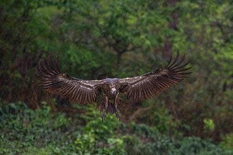 Chitwan National Park