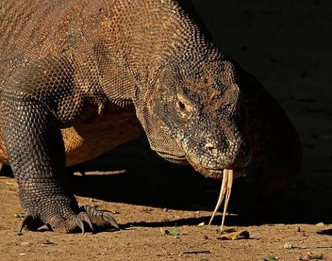 Komodo Island