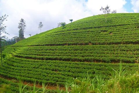 Nuwara Eliya