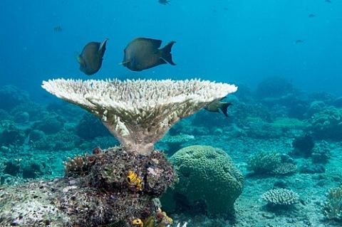 Raja Ampat