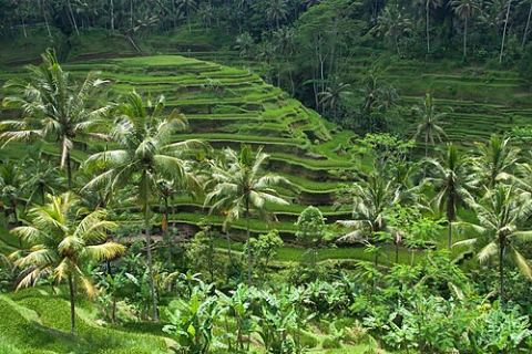 Ubud