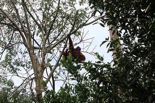 Bukit Lawang