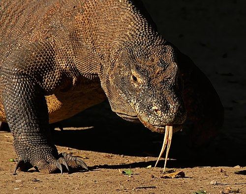 Komodo Island