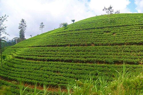 Nuwara Eliya